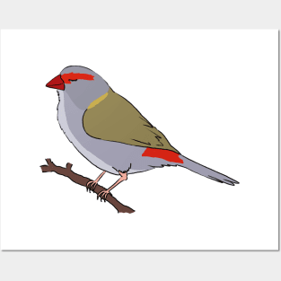 Red-Browed Finch Posters and Art